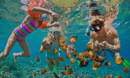 Golfinhos e mergulho com snorkel - 2 horas de viagem de Muscat, Omã