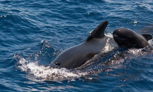 3h de viagem exclusiva de observação de baleias em veleiro Beneteau Cyclades em Tenerife