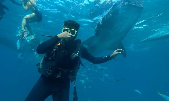 Whaleshark Diving with the Gentle Giants in Oslob, Cebu, Philippines!