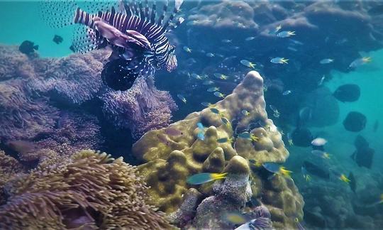 A whole range of tropical fish and colorful corals around the Khao Lak reefs