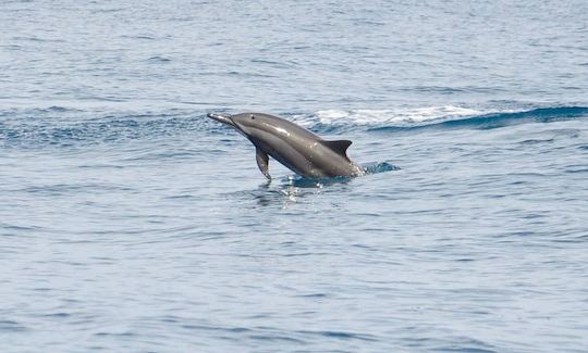 Swimming with Dolphins  -  Private Boat Trip in Flic en Flac, Rivière Noire