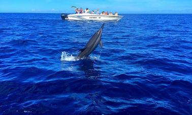 Nadando com golfinhos - passeio de barco particular em Flic en Flac, Rivière Noire