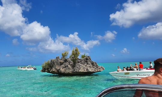 Swimming with Dolphins  -  Private Boat Trip in Flic en Flac, Rivière Noire