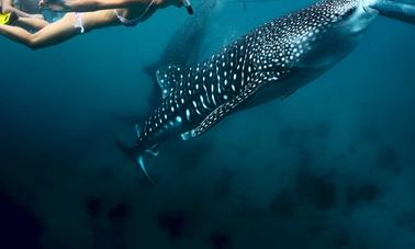 Whale Shark + Canyoneering Kawasan Falls Tour in Cebu