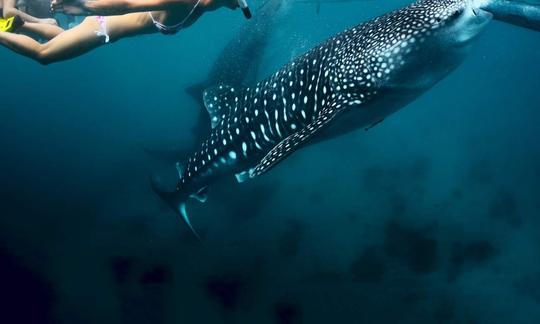 Excursión a Whale Shark y barranquismo a las cataratas de Kawasan en Cebú