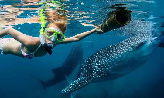 Excursión a Whale Shark y barranquismo a las cataratas de Kawasan en Cebú