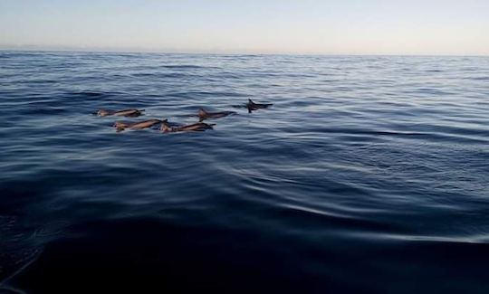 Observación de delfines, tubing, viaje por la isla