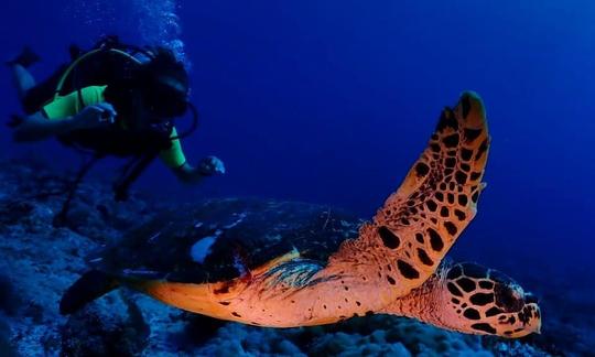 Mergulho em Guraidhoo, nas Maldivas!