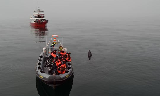 Aventure d'observation des baleines à Reykjavík, Islande