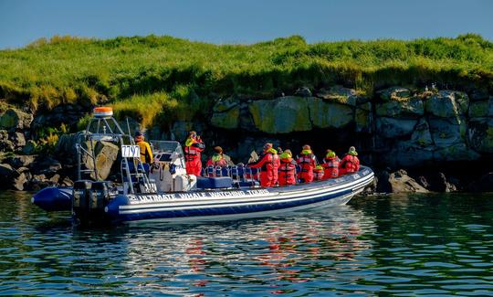 Aventure d'observation des baleines à Reykjavík, Islande