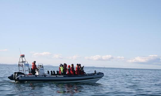 Aventure d'observation des baleines à Reykjavík, Islande