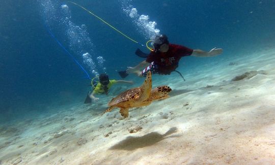 SNUBA Shore Dive with Professional Guide in St. Thomas, USVI