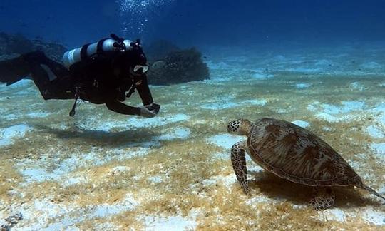 Programa de descubrimiento de buceo en Anilao, Batangas