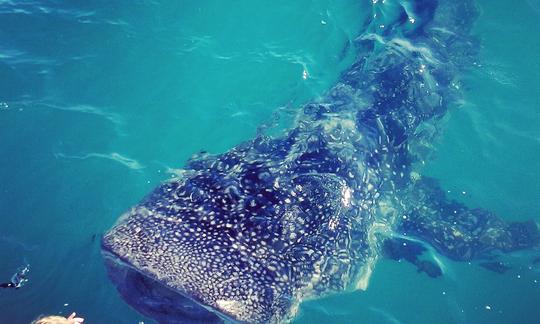 Swim with the whale sharks trip