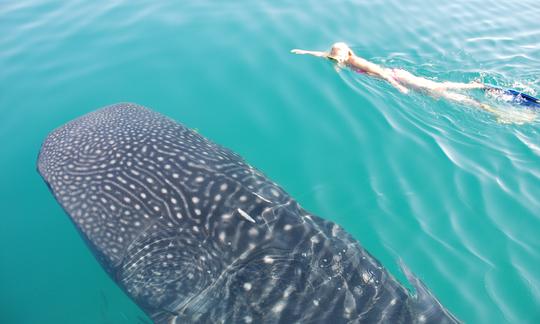 Swim with the whale sharks trip