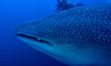 Explore the Underwater World of La Paz, Mexico with this Guided Diving Trips