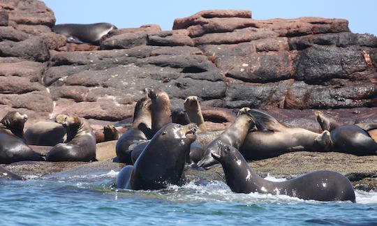 Snorkeling with sea lions