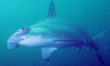 Scuba Diving in La Paz, Baja California Sur