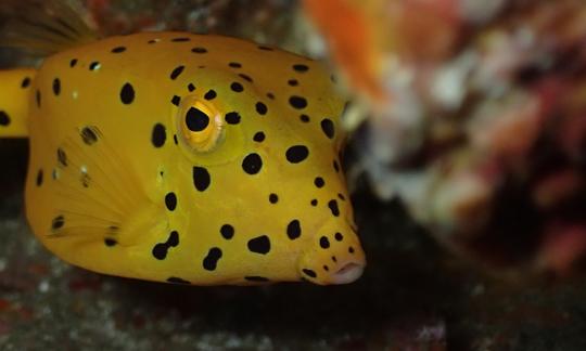 Private Snorkelling Tour Around Koh Tao, Thailand