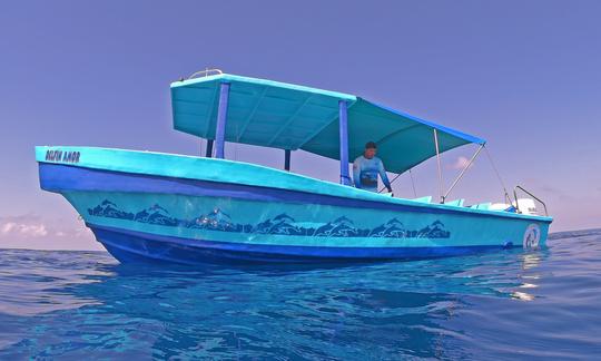 Tours con delfines y ballenas en Bahía Drake, Costa Rica