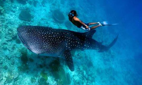 Dive with Whale Shark in Oslob, Cebu