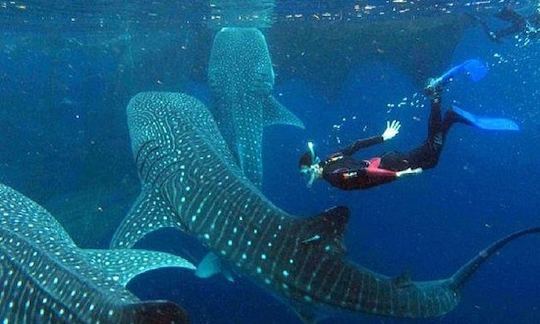 Dive with Whale Shark in Oslob, Cebu