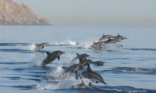 Tours de observación de delfines - Muscat, Omán.