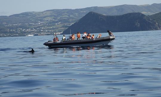 Whale Watching 50.00€