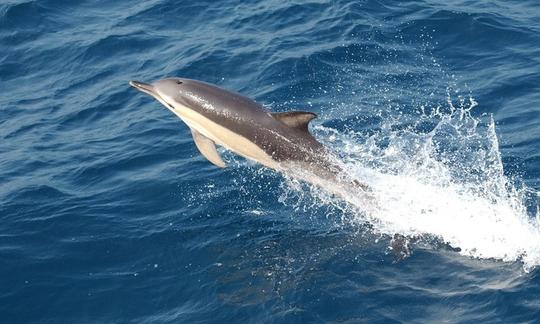 Tours de observación de delfines - Muscat, Omán.