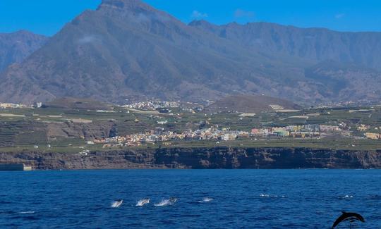 OceanExplorer La Palma national park & cetaceans