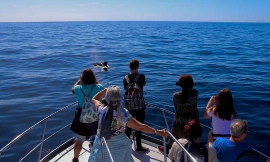 OceanExplorer La Palma cetaceans ahead