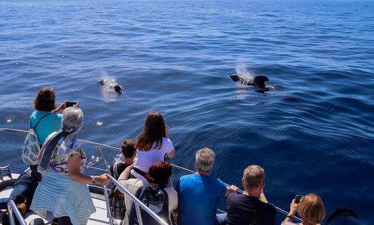 OceanExplorer La Palma Flipper & pilotwhales