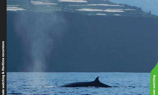 OceanExplorer La Palma Whale watching