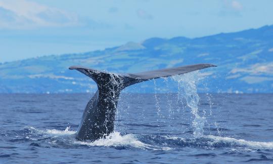 Spermwhale tail