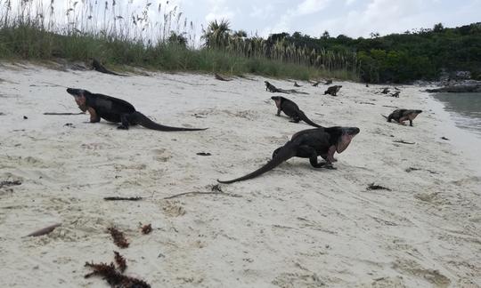 Native Rock Iguanas