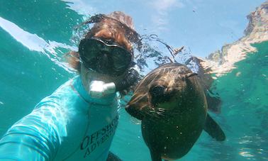 Mergulho com focas em Western Cape, África do Sul