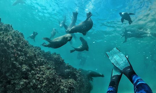 Buceo con focas en Cabo Occidental, Sudáfrica