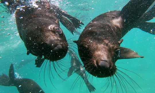 Buceo con focas en Cabo Occidental, Sudáfrica