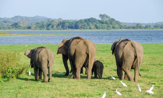 Boat Trip - Kalpitiya