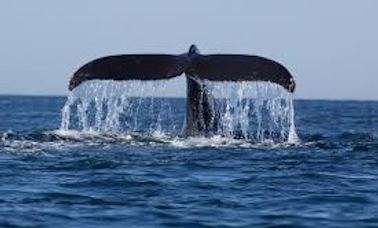 Whales Watching Kalpitiya - Boat Trip