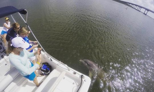 Dolphin Watching and Donuts Boating Experience in South Carolina