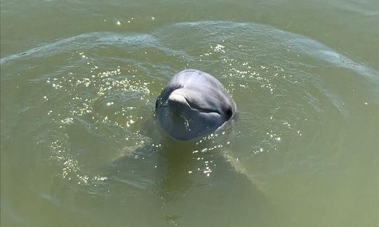 Dolphin Watching and Donuts Boating Experience in South Carolina