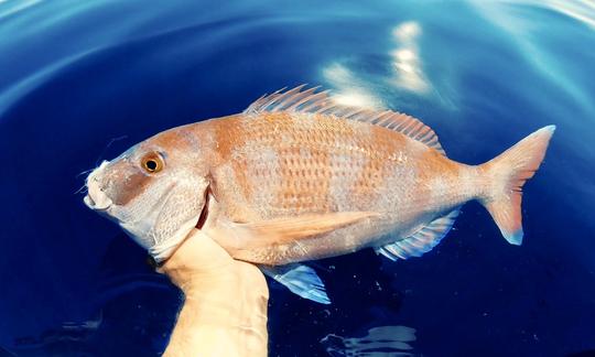 Red porgy