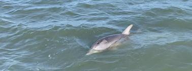 Tour ecológico de dos horas con delfines