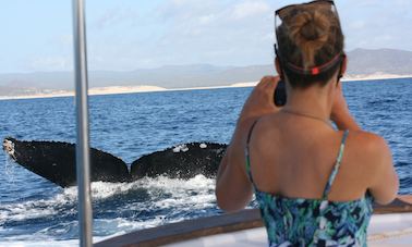 Tour grupal de observación de ballenas desde San José del Cabo, México