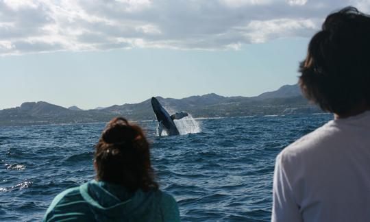 Spend a perfect day Whale Watching with Family, friends and loved ones. Away from the boat crowds