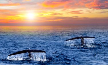 Avistamiento de ballenas al amanecer: único en San José del Cabo