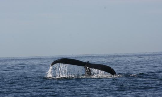 The day is waking up, so do the whales.