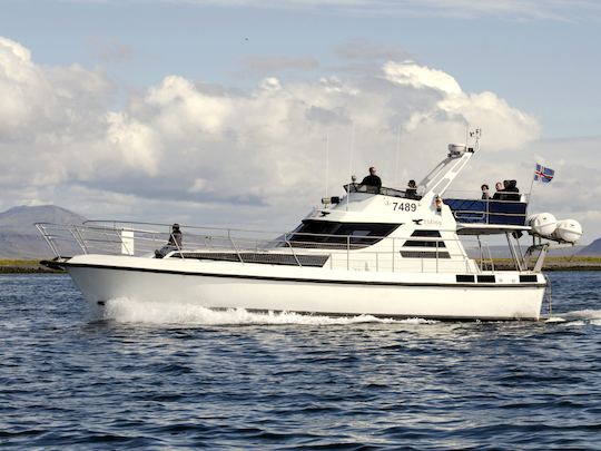 Yate de lujo para la observación privada de ballenas, excursiones con frailecillos y cruceros turísticos