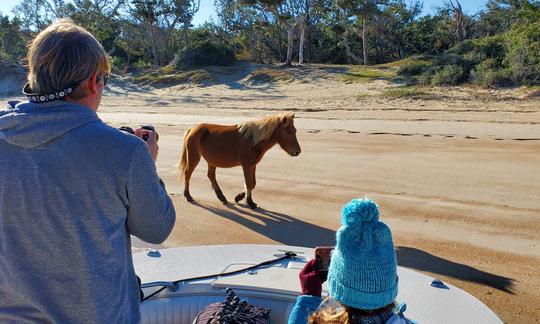 A wild horse on Shackleford "crosses our bow!"